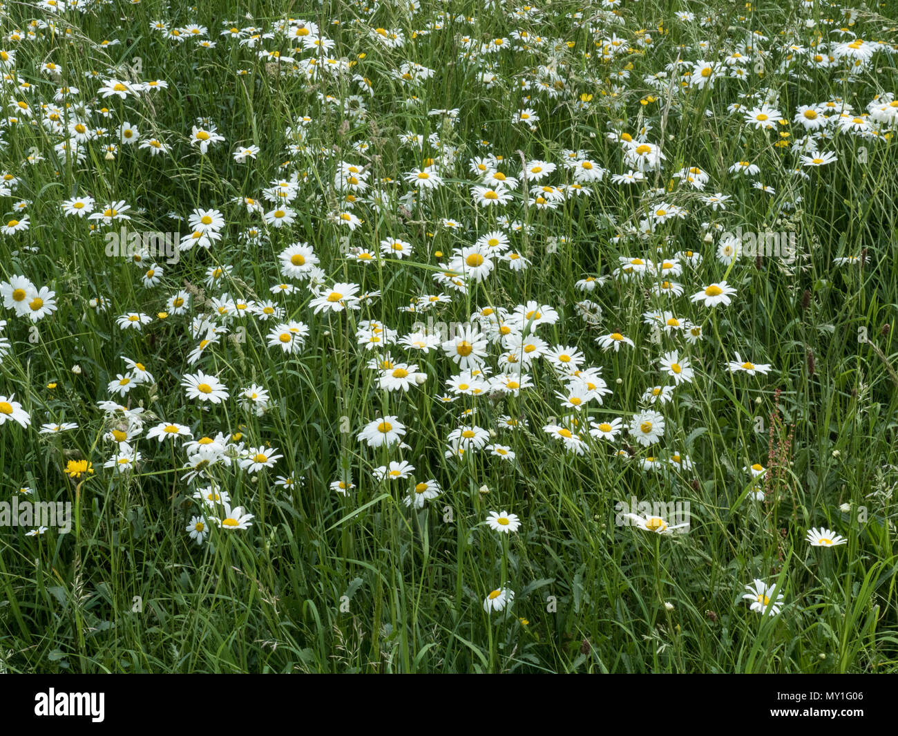 Oxeye daisies growing providing June colour in a wildflower meadow
