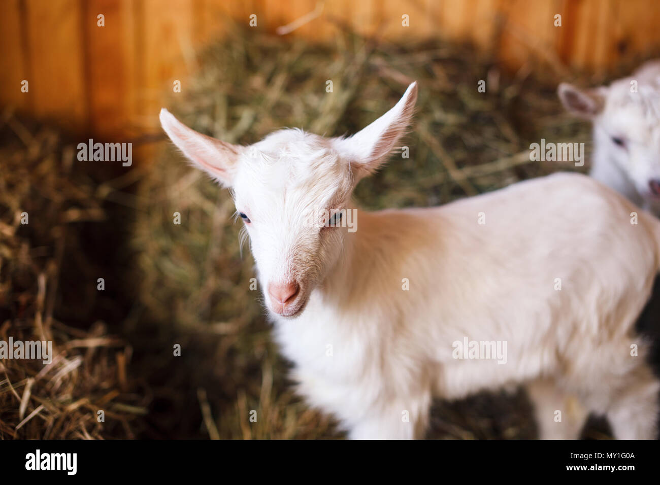 White And Cute Baby Goats In A Barn Stock Photo 188733898 Alamy