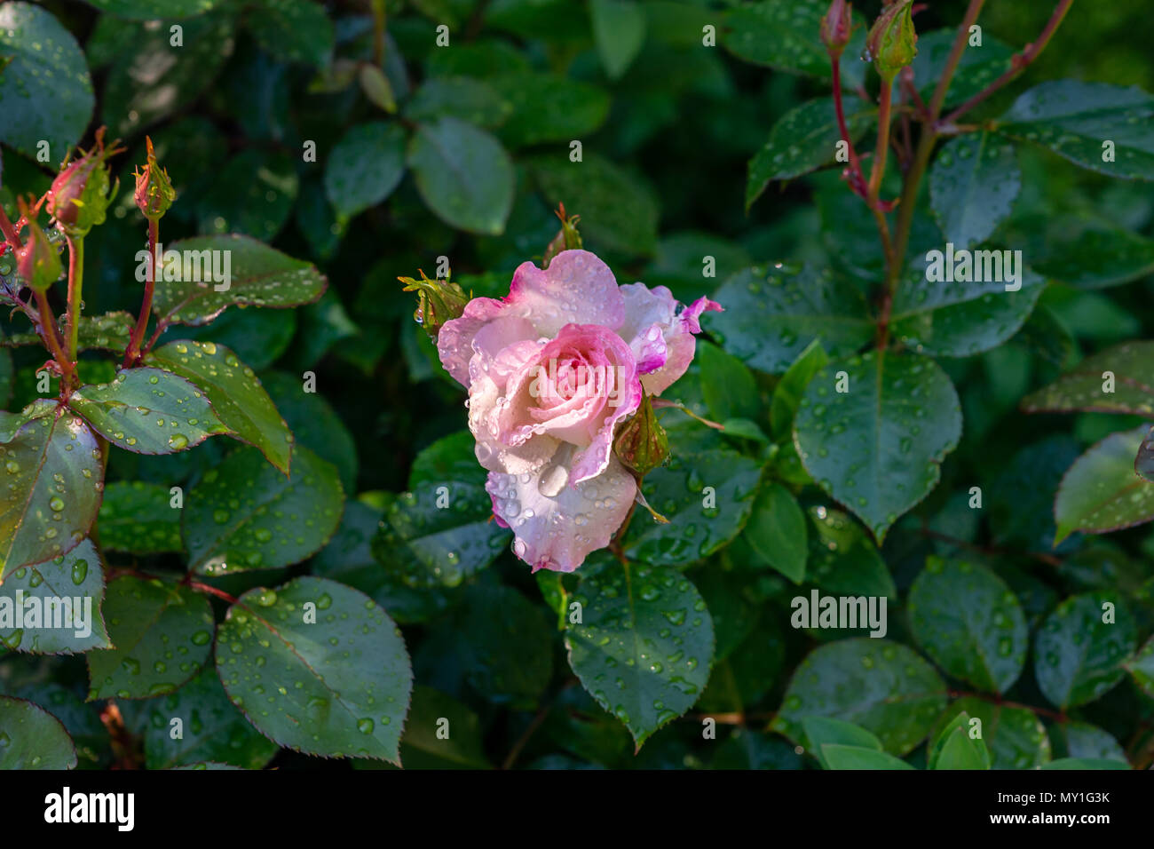 Garden roses in perth hi-res stock photography and images - Alamy