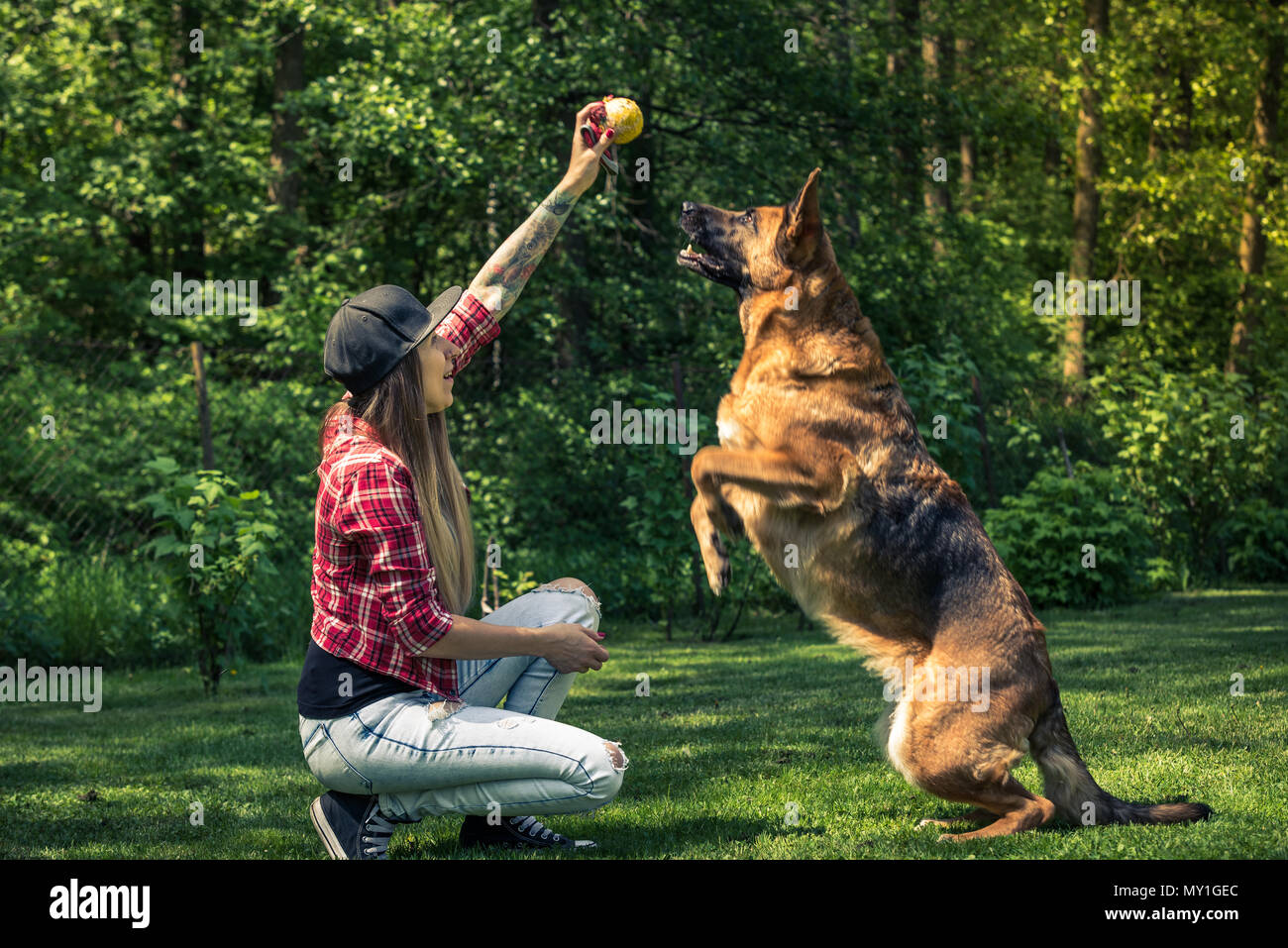 Dog jump for ball, friendship with owner Stock Photo Alamy