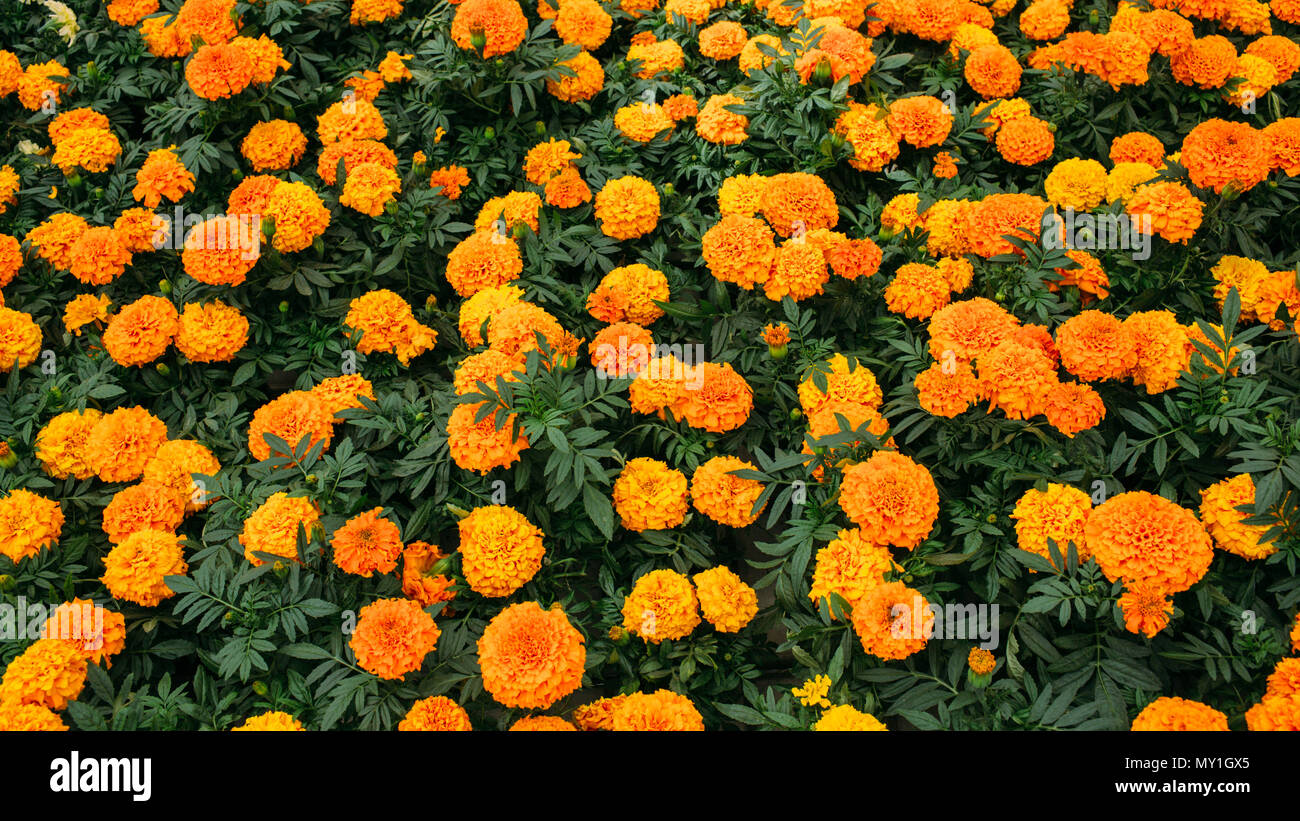 Marigold plant hires stock photography and images Alamy