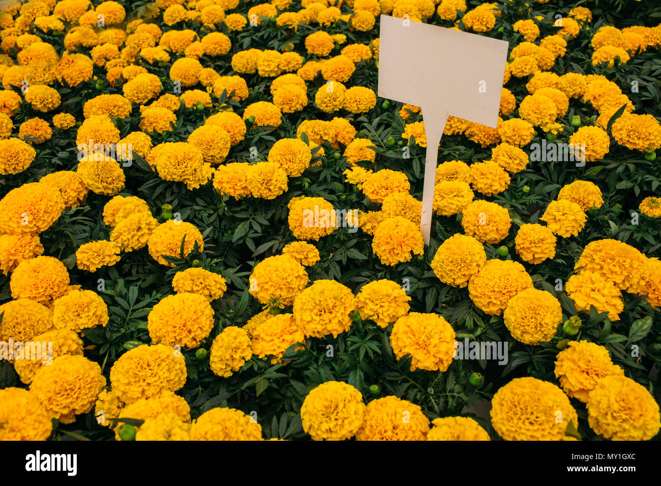 Marigold plant hires stock photography and images Alamy