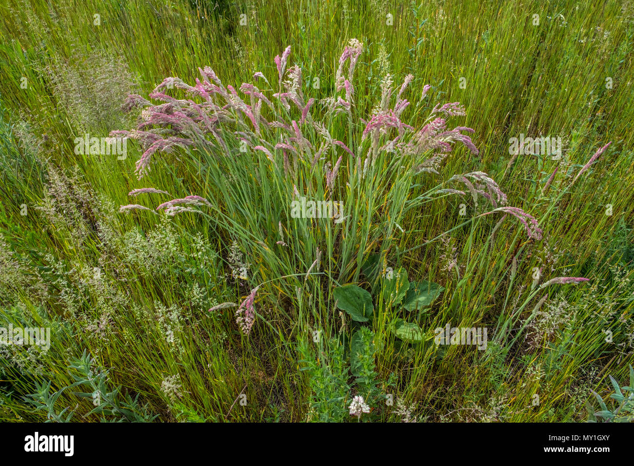 Different grasses in a hay meadow Stock Photo Alamy