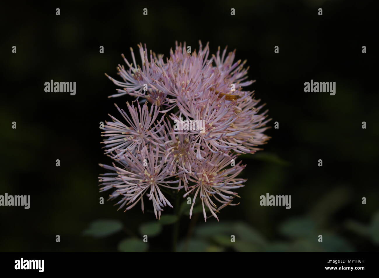Close up flowers of Thalictrum aquilegifolium with dark background Stock Photo