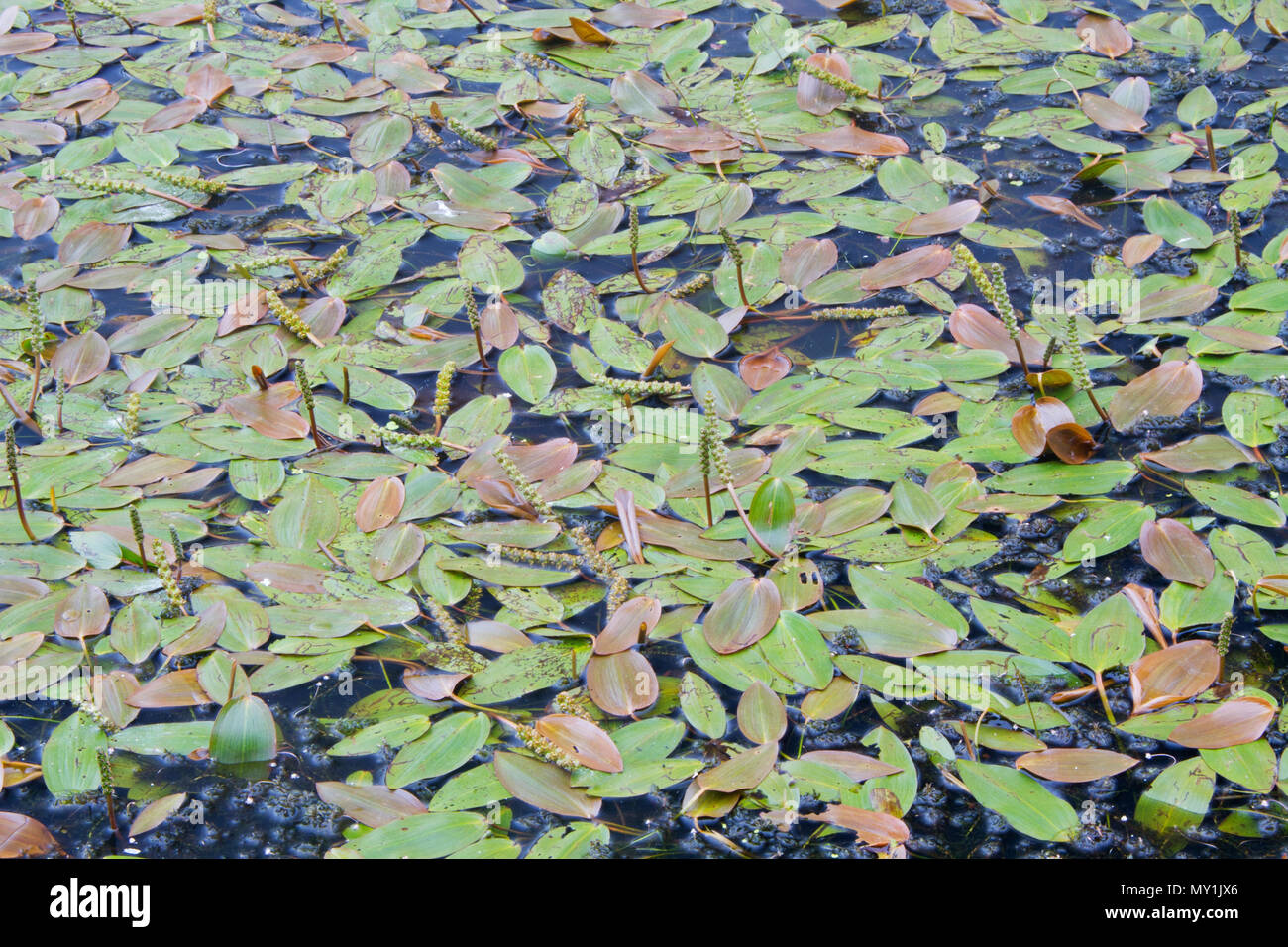 Flower spikes and floating leaves of Broad-leaved pondweed, also known as Floating-leaf pondweed Stock Photo