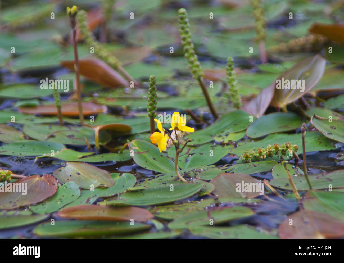 Yellow flowers of Fringed water lily amid floating leaves and flower spikes of Broad-leaved pondweed Stock Photo