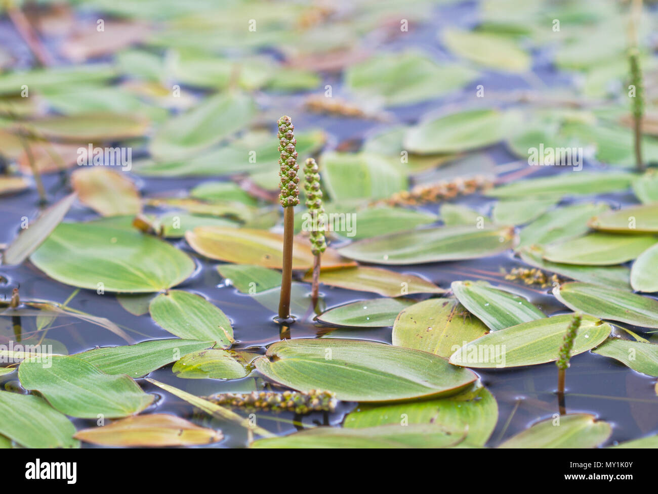 Flower spikes and floating leaves of Broad-leaved pondweed, also known as Floating-leaf pondweed Stock Photo