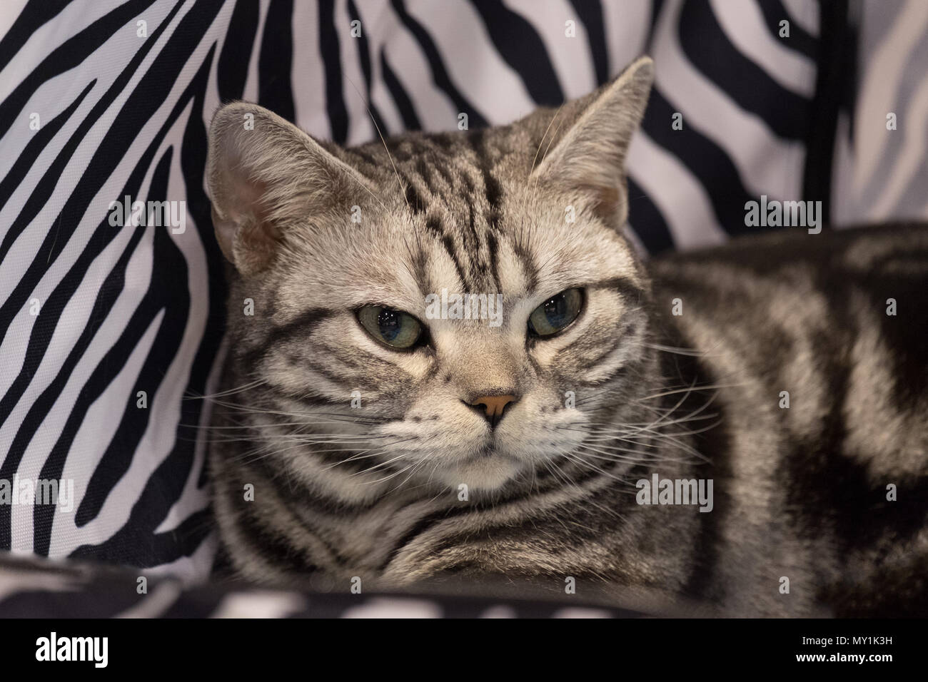 Adult British shorthair silver tabby cat portrait on black and white bicolor fabric background. Stock Photo
