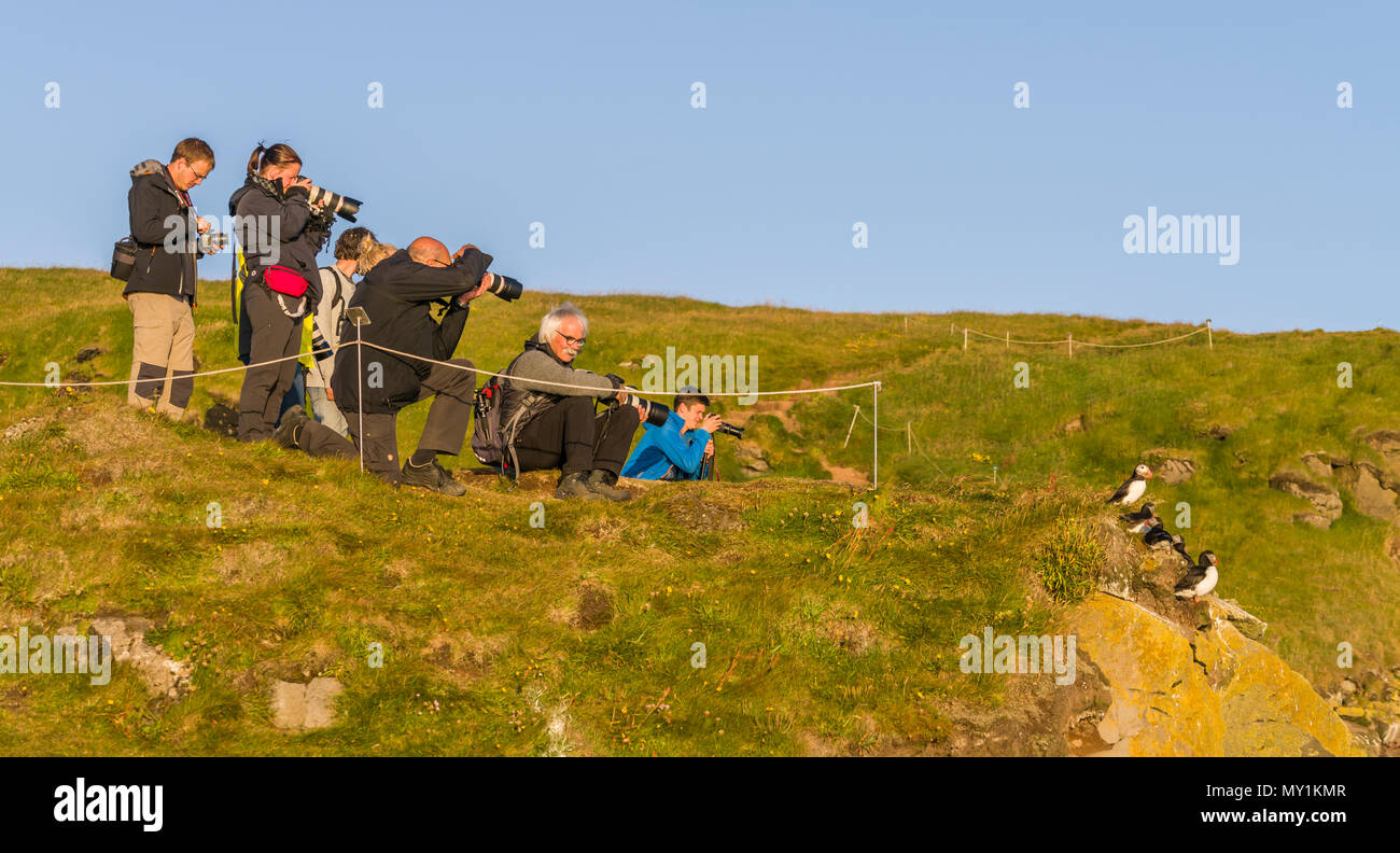 Taking pictures of Atlantaic Puffins, Latrabjarg cliffs, Iceland Stock Photo