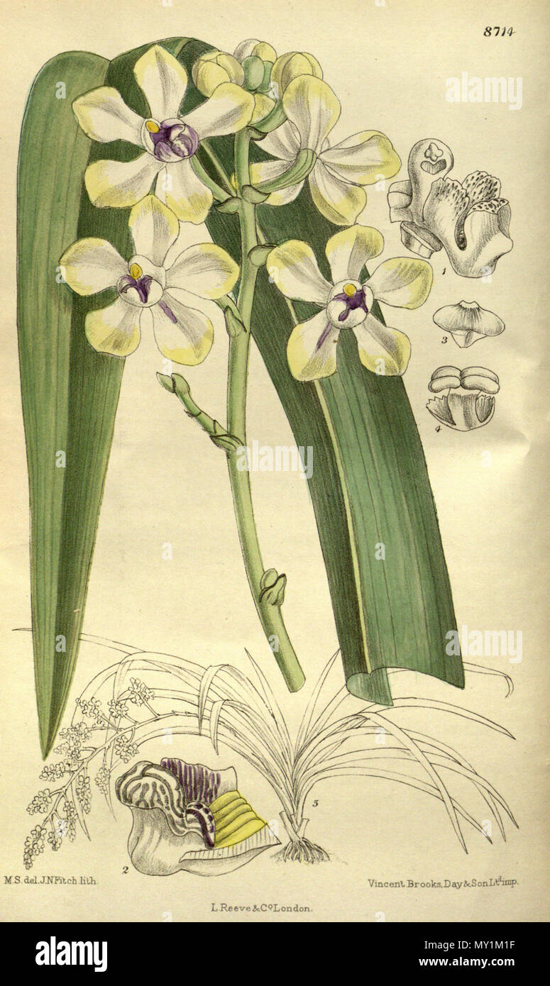 . Stauropsis imthurnii (= Arachnis beccarii var. imthurnii), Orchidaceae . 1917. M.S. del., J.N.Fitch lith. 502 Stauropsis imthurnii 143-8714 Stock Photo