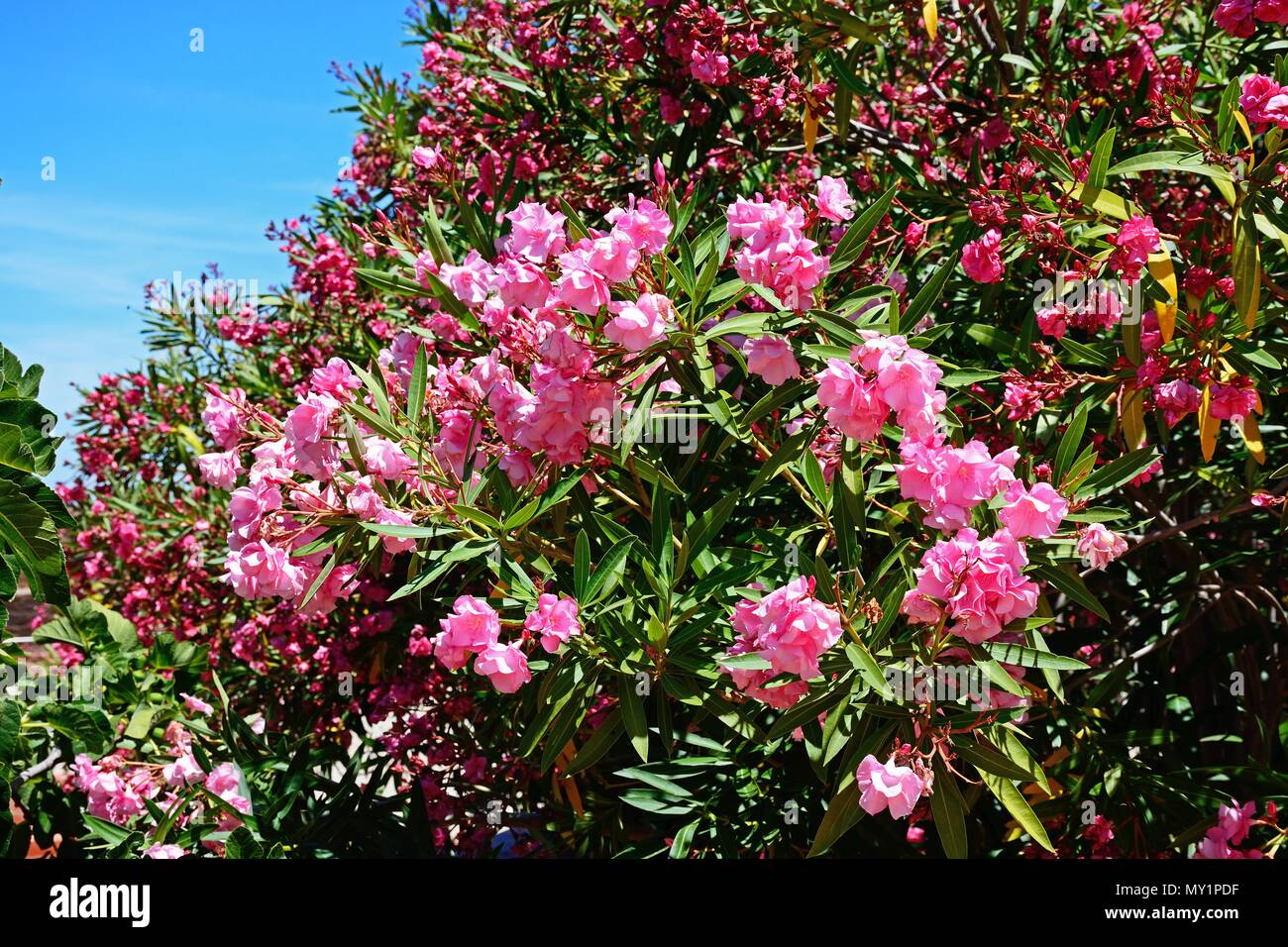 Pink Oleander bush in full bloom, Silves, Portugal, Europe Stock Photo -  Alamy