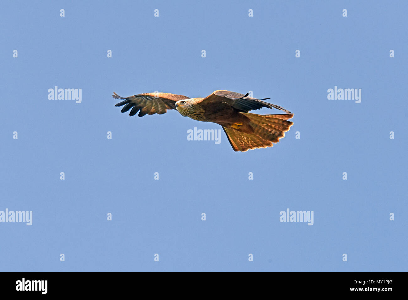 A Black Kite (Milvus migrans) in flight at the Hawk Conservancy Trust in Southern England Stock Photo
