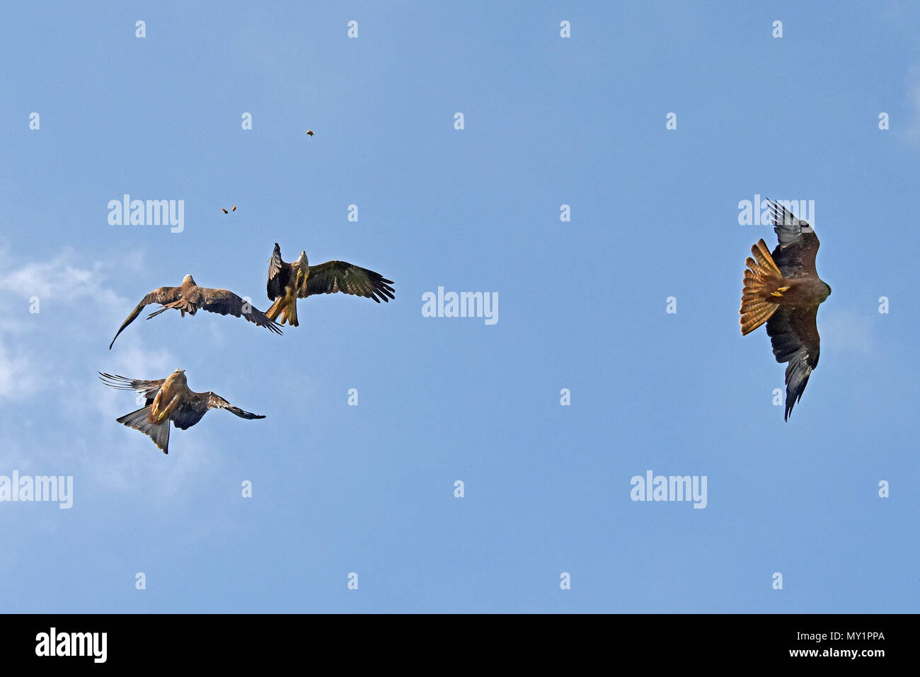 A group of 4 Black Kites (Milvus migrans) competing for food catapulted from the ground at the Hawk Conservancy Trust in Southern England Stock Photo