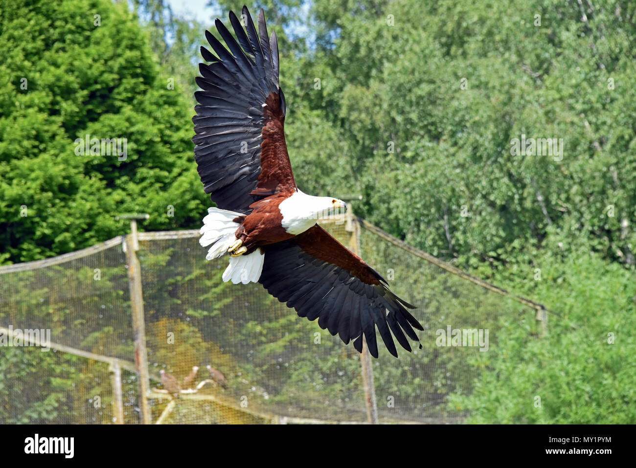 An African Fish Eagle (Haliaeetus vocifer) in flight at the Hawk Conservancy Trust in Southern England Stock Photo