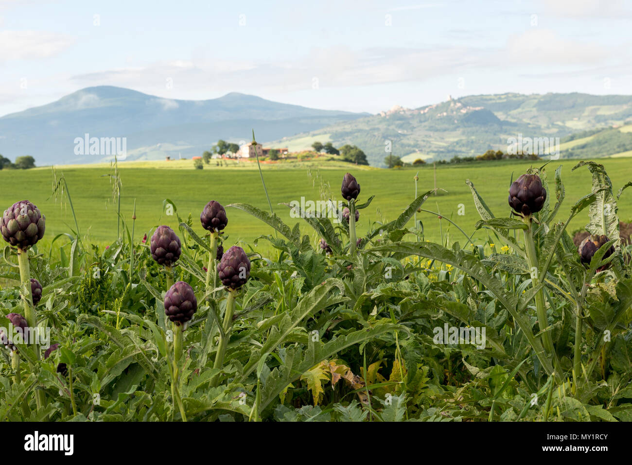 Artichokes in Tuscany , Italy Stock Photo Alamy