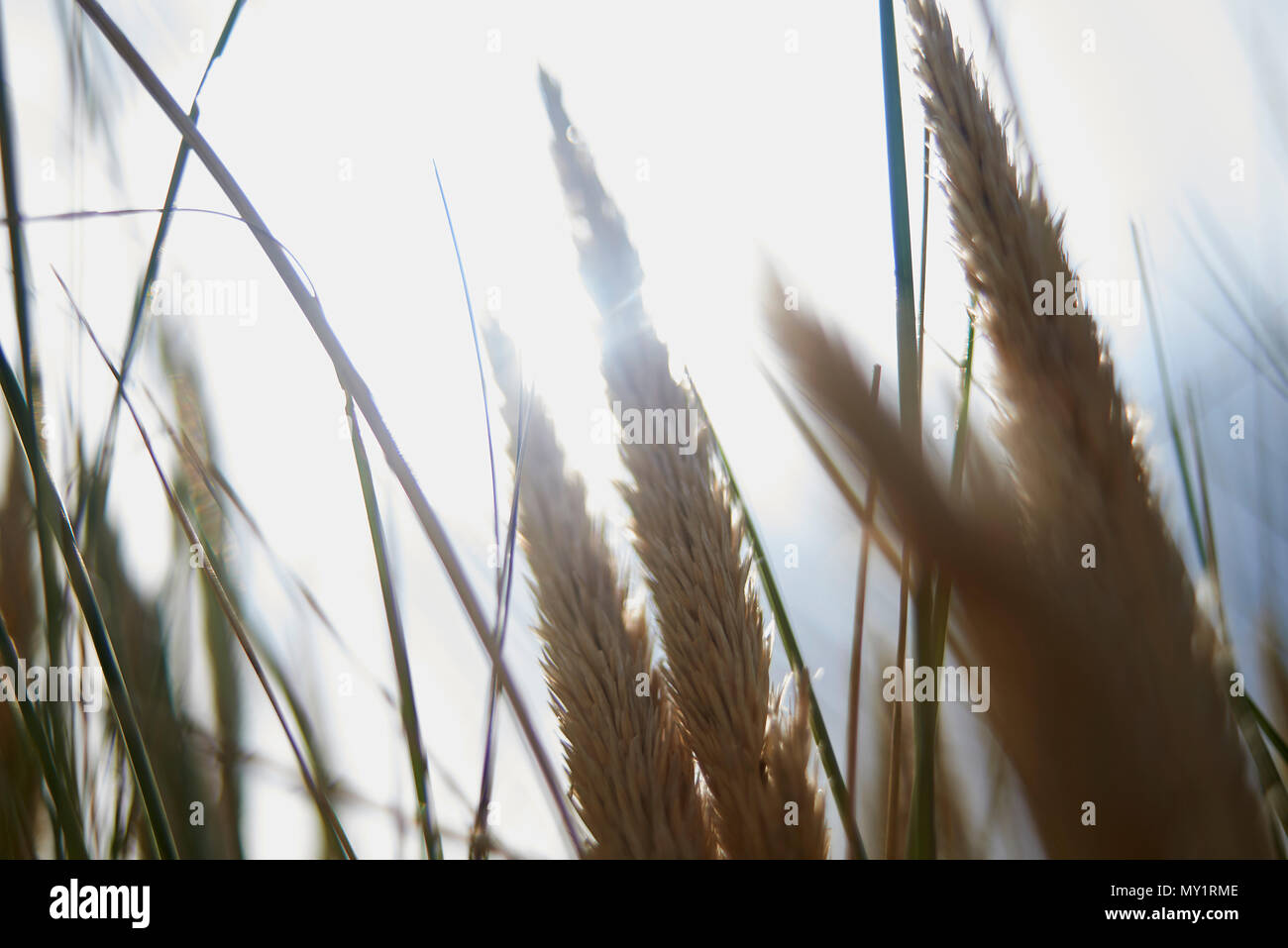 Beautiful close up of reeds blowing in the wind in the dunes close to ...