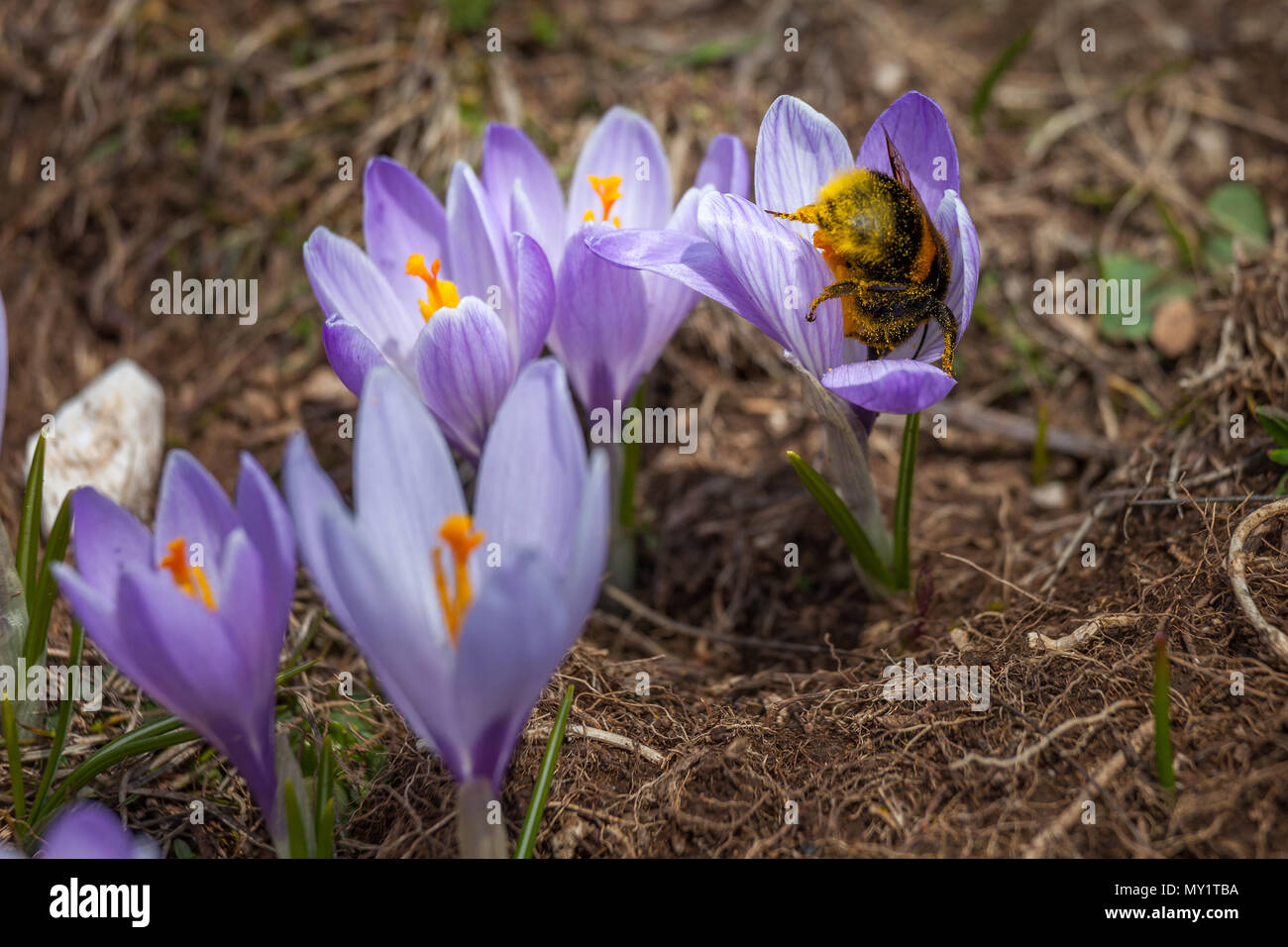 Bumblebee on crocus flower Stock Photo