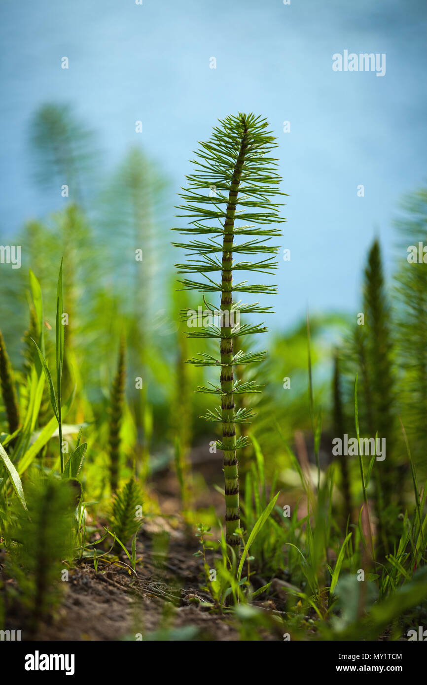 detail of the Equisetum plant, Equisetum L., illuminated by the first light of the morning. Abruzzo, Italy, Europe Stock Photo