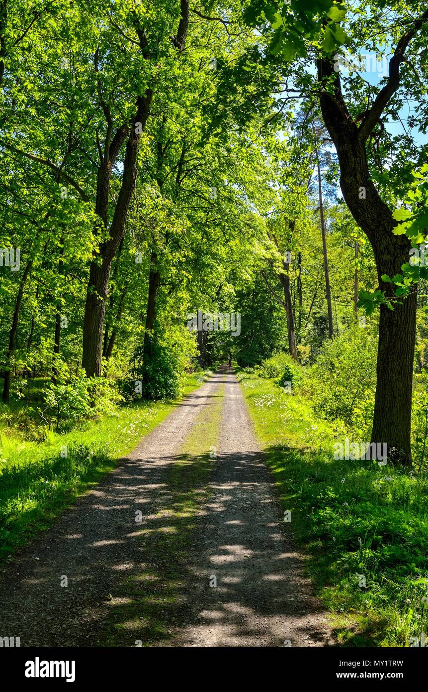 Spring forest landscape. A road among green trees Stock Photo - Alamy