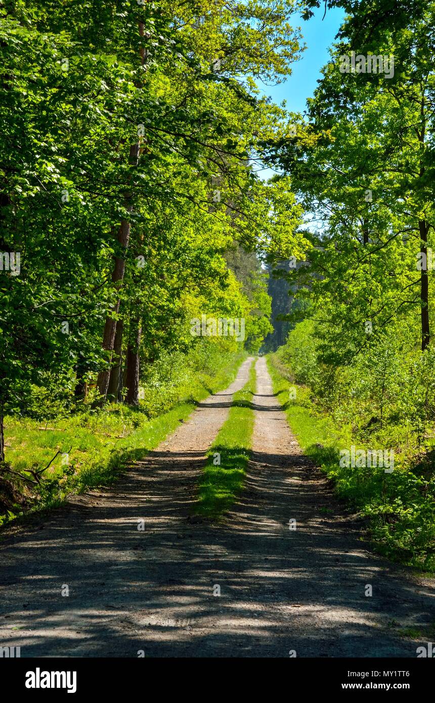 Green way among trees with gravel road hi-res stock photography and ...