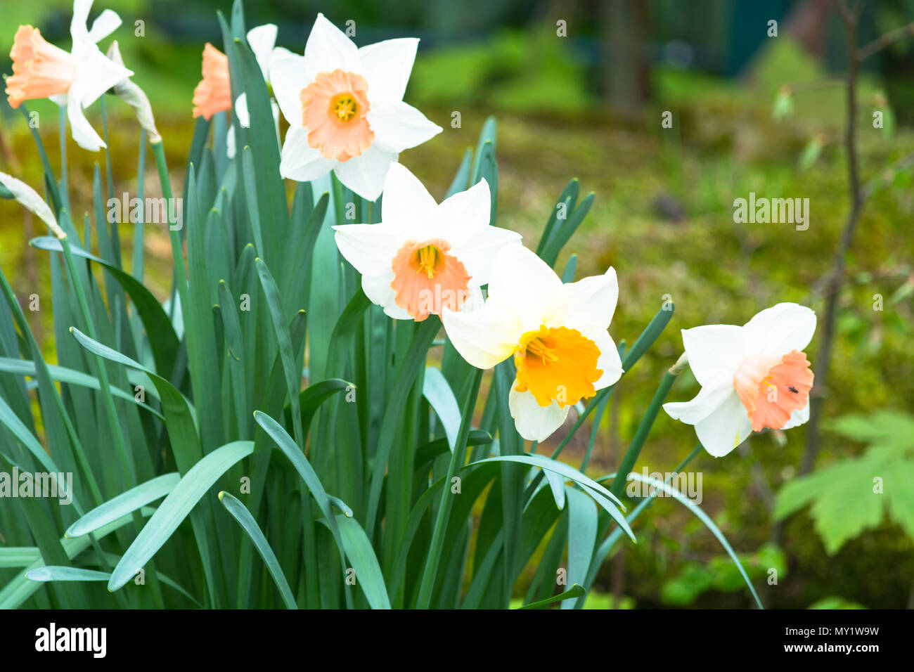 Daffodil, on a green meadow, flowers in spring Stock Photo