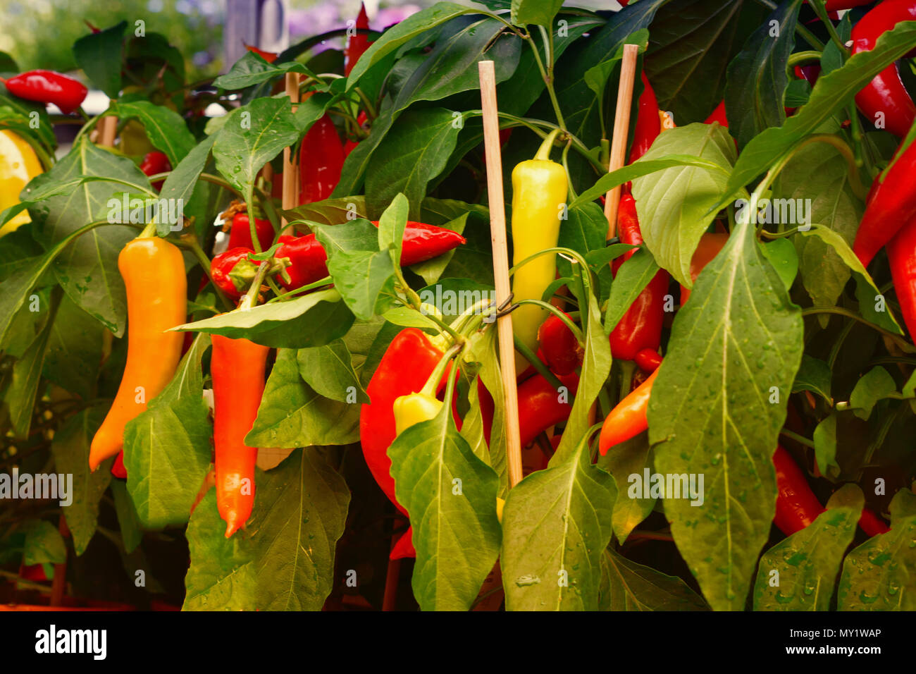 Ripe chili peppers and peppers hang on a shrub Stock Photo - Alamy