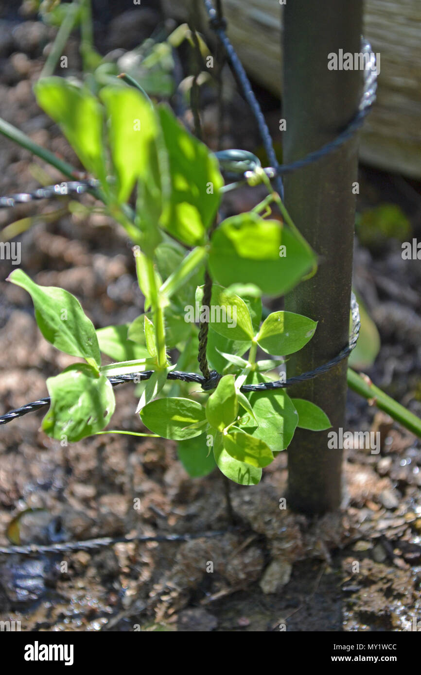Sweet pea seedling beginning to grow up a plant support frame Stock Photo