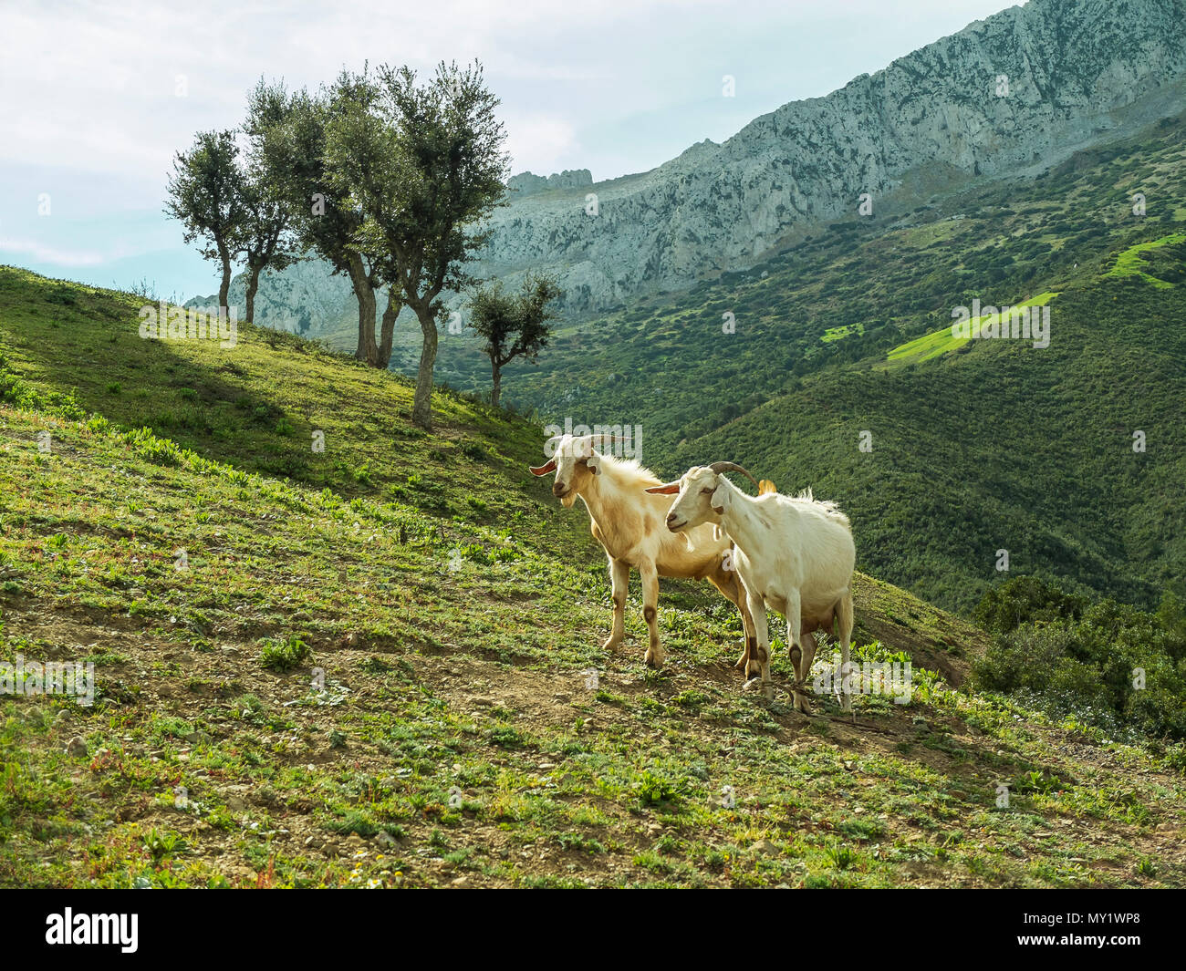 two white goats with mountains and a green landscape as background Stock Photo