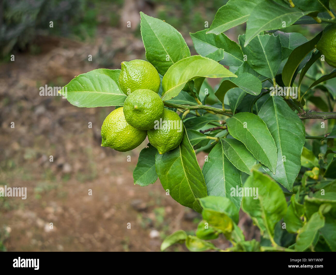 Green lemons closeup on the tree with green leaves Stock Photo