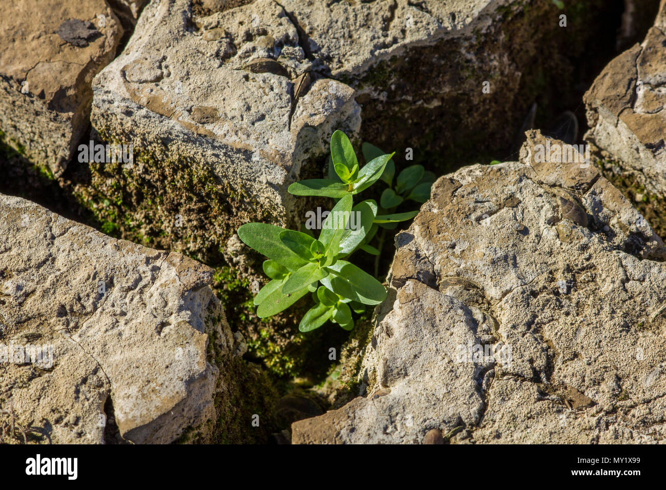 A green plant growing between cracks in a land cracked by drought, symbolizing the hope that should not be lost Stock Photo