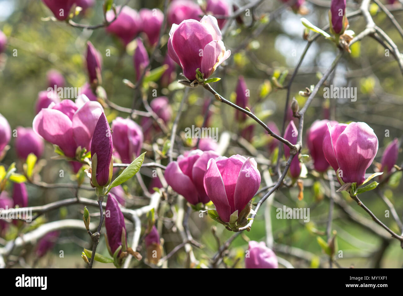 Spring flowers of pink Magnolia on long branches on light background in ...