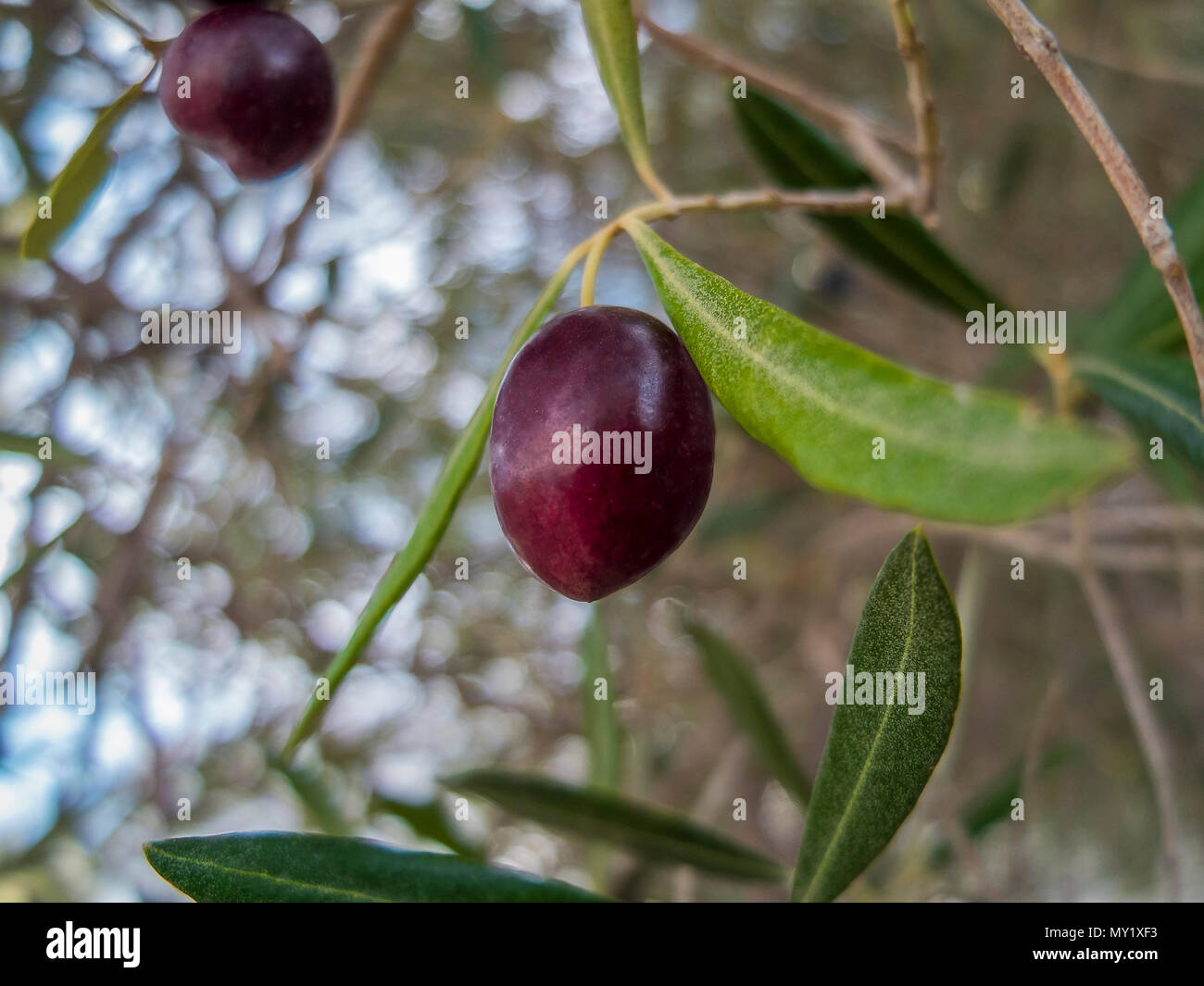 Red olives on the tree branch with foliage as background Stock Photo