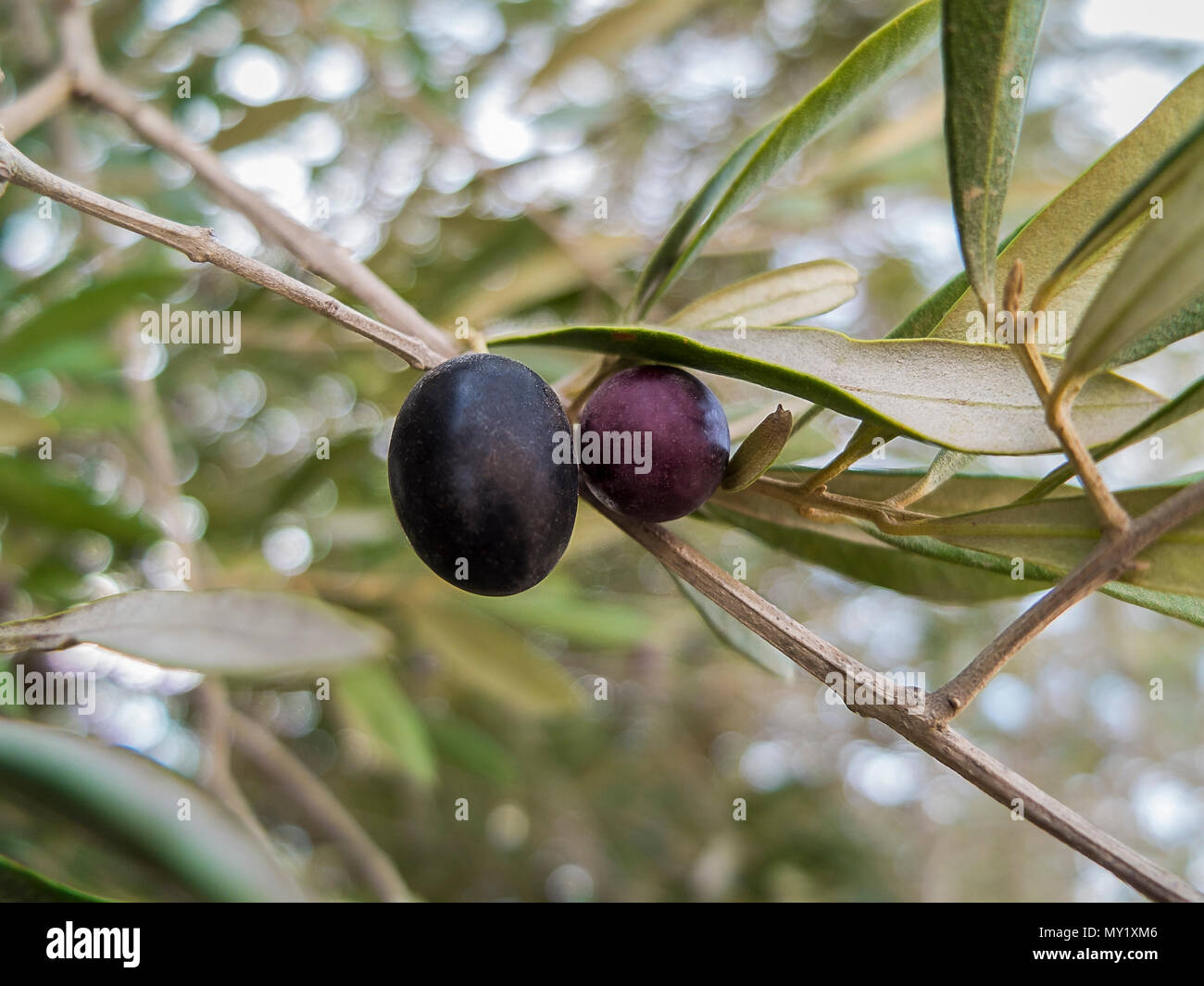 Black and red olives on the tree branch with foliage as background Stock Photo