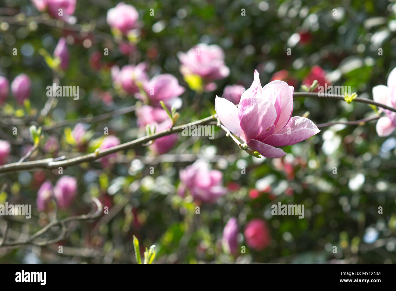 Spring flowers of pink Magnolia on long branches on light background in ...