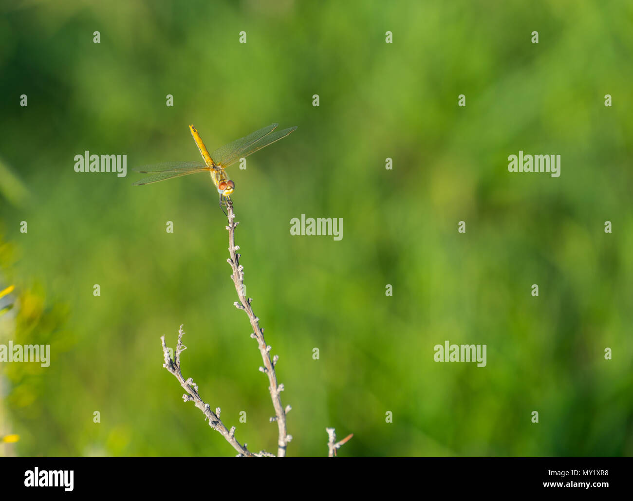 natural green background with dragonfly sitting on a branch on a Sunny ...