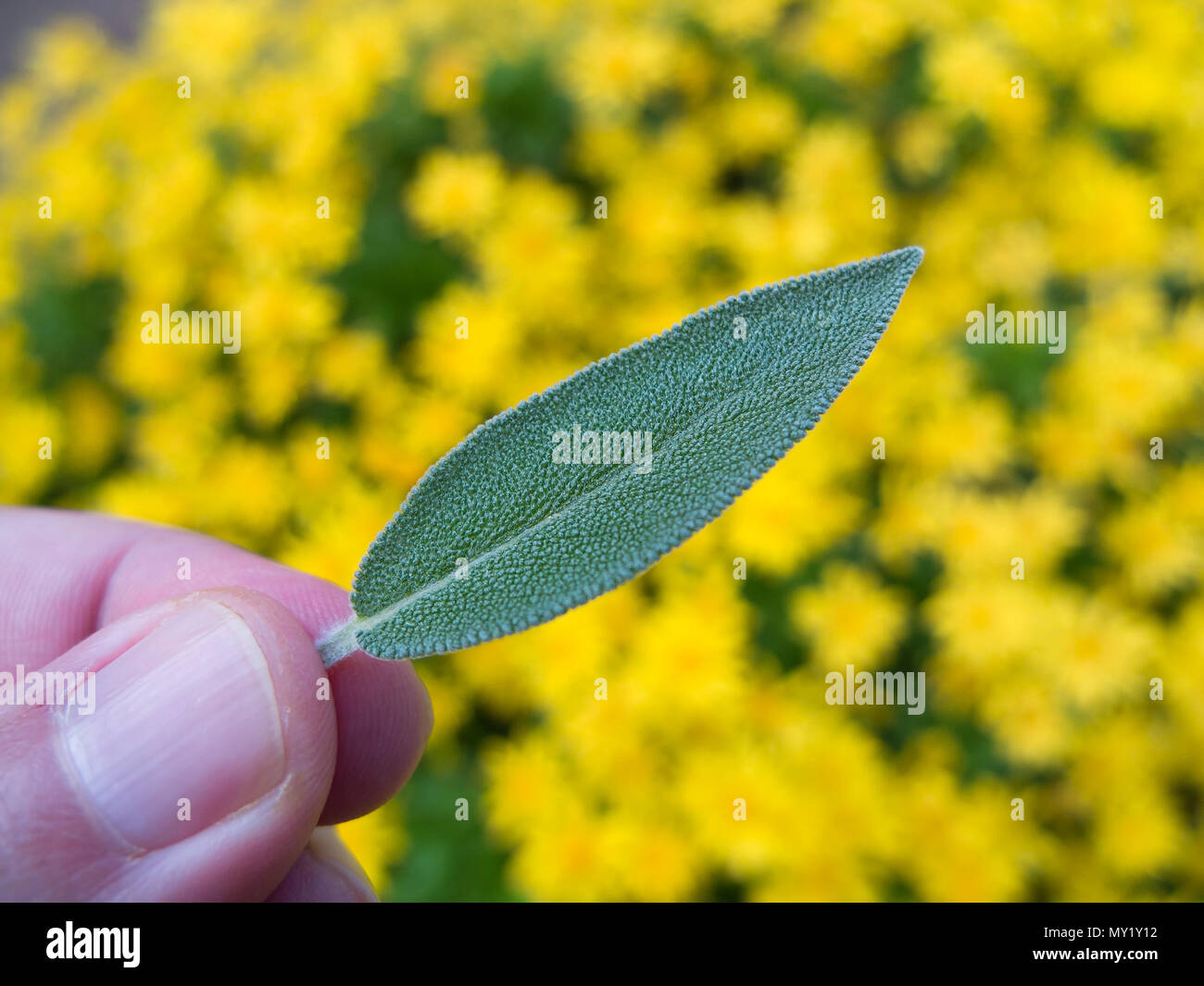 Sage green leaf with yellow flowers as background Stock Photo