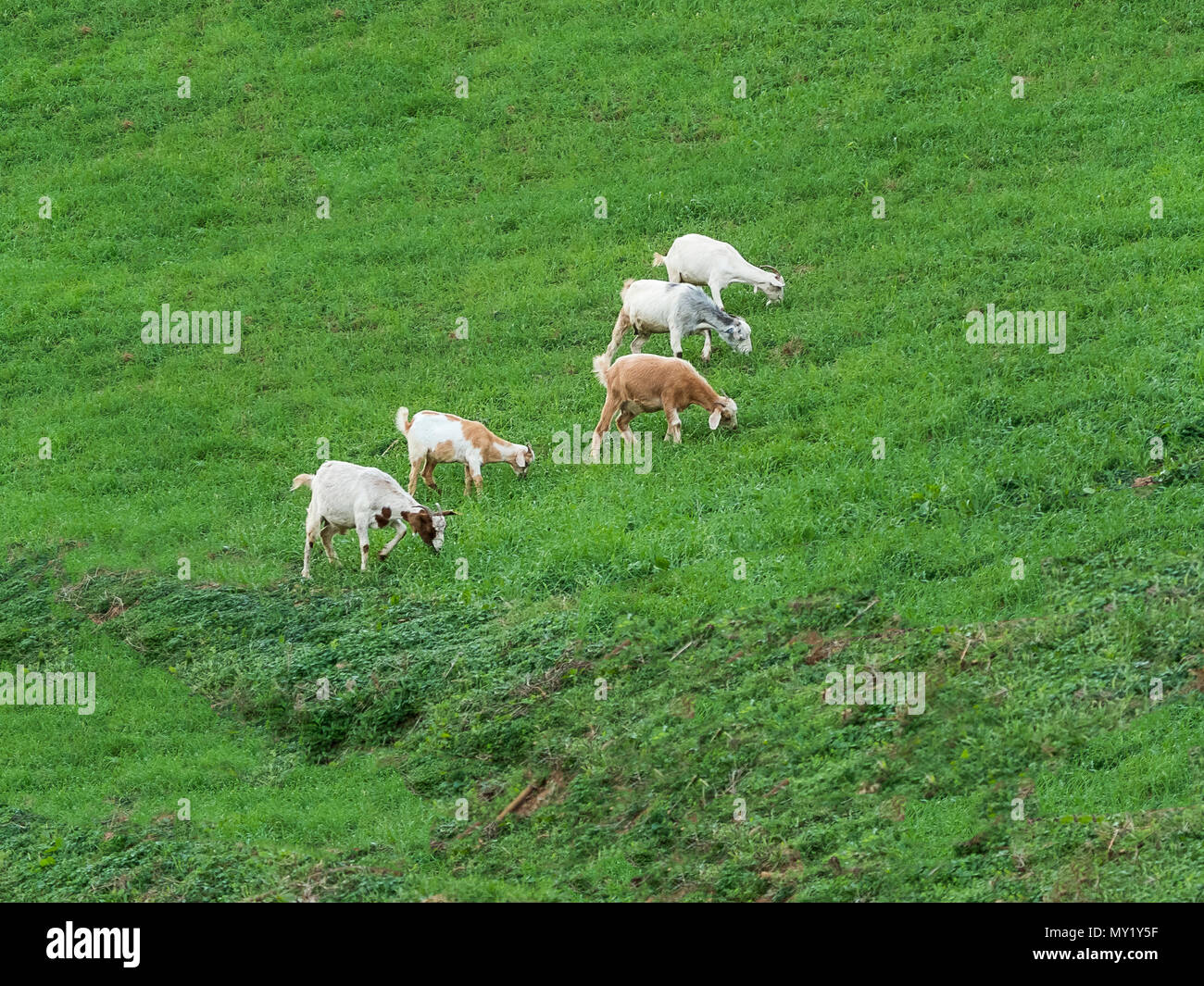 Aligned goats eating green grass with one leader ahead Stock Photo