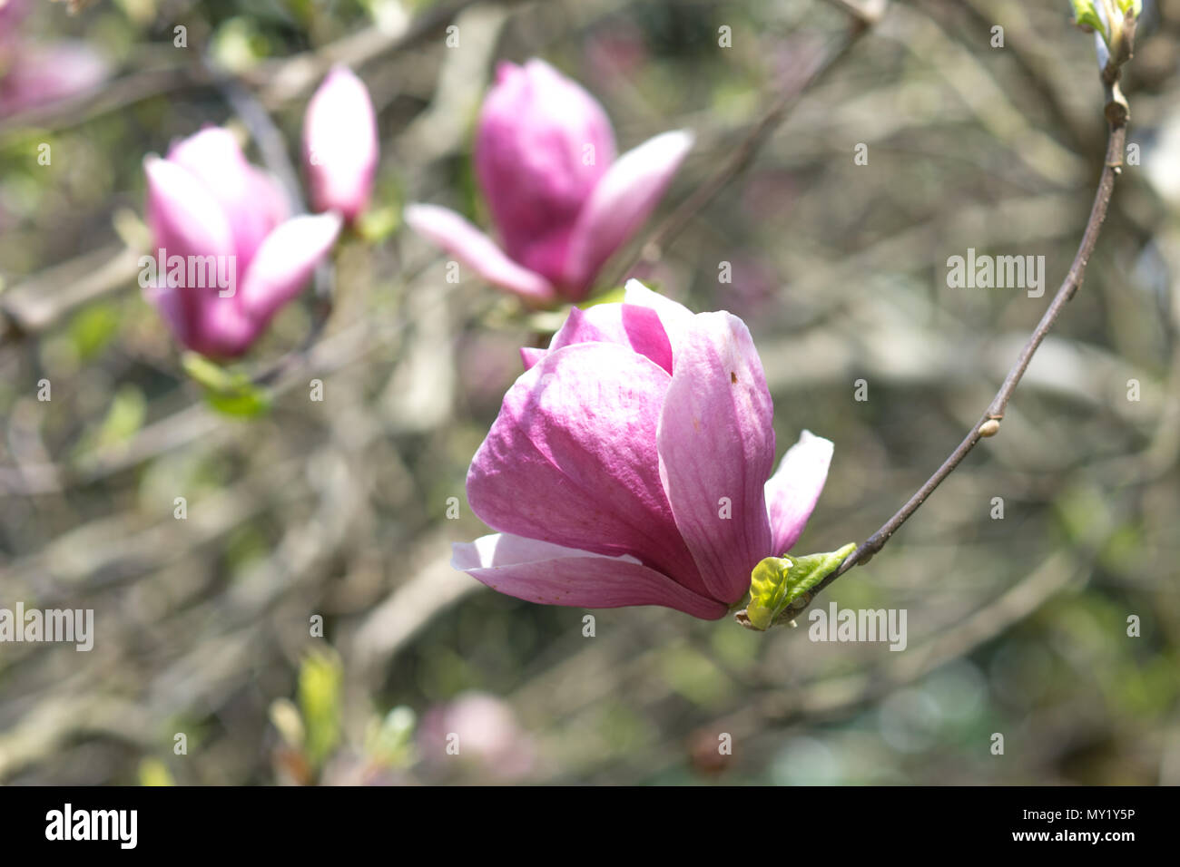 Spring flowers of pink Magnolia on long branches on light background in ...