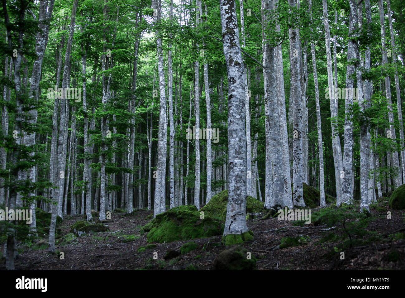 White birch woods hi-res stock photography and images - Alamy