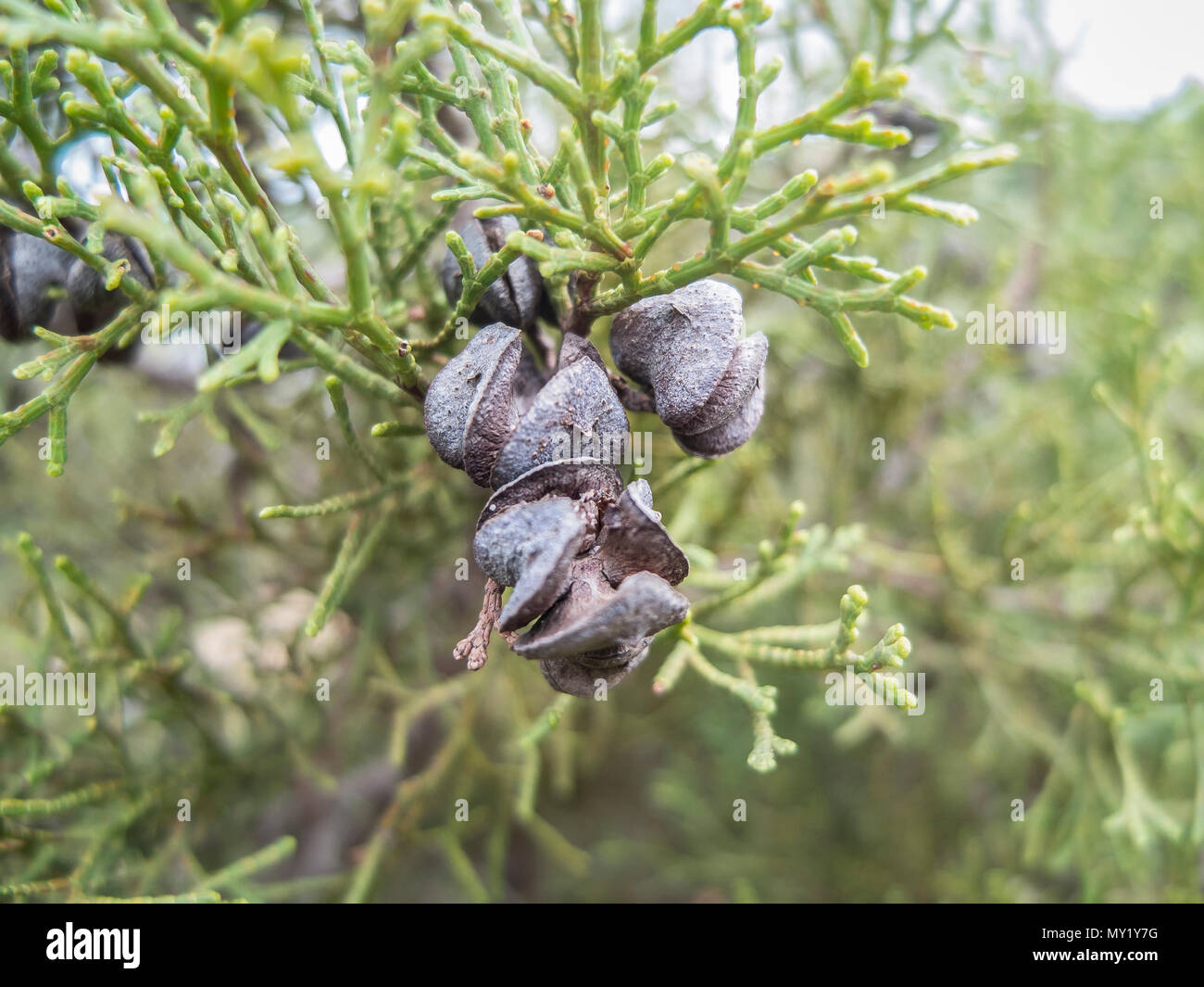 Arar also called Tetraclinis tree, cones closeup. Stock Photo