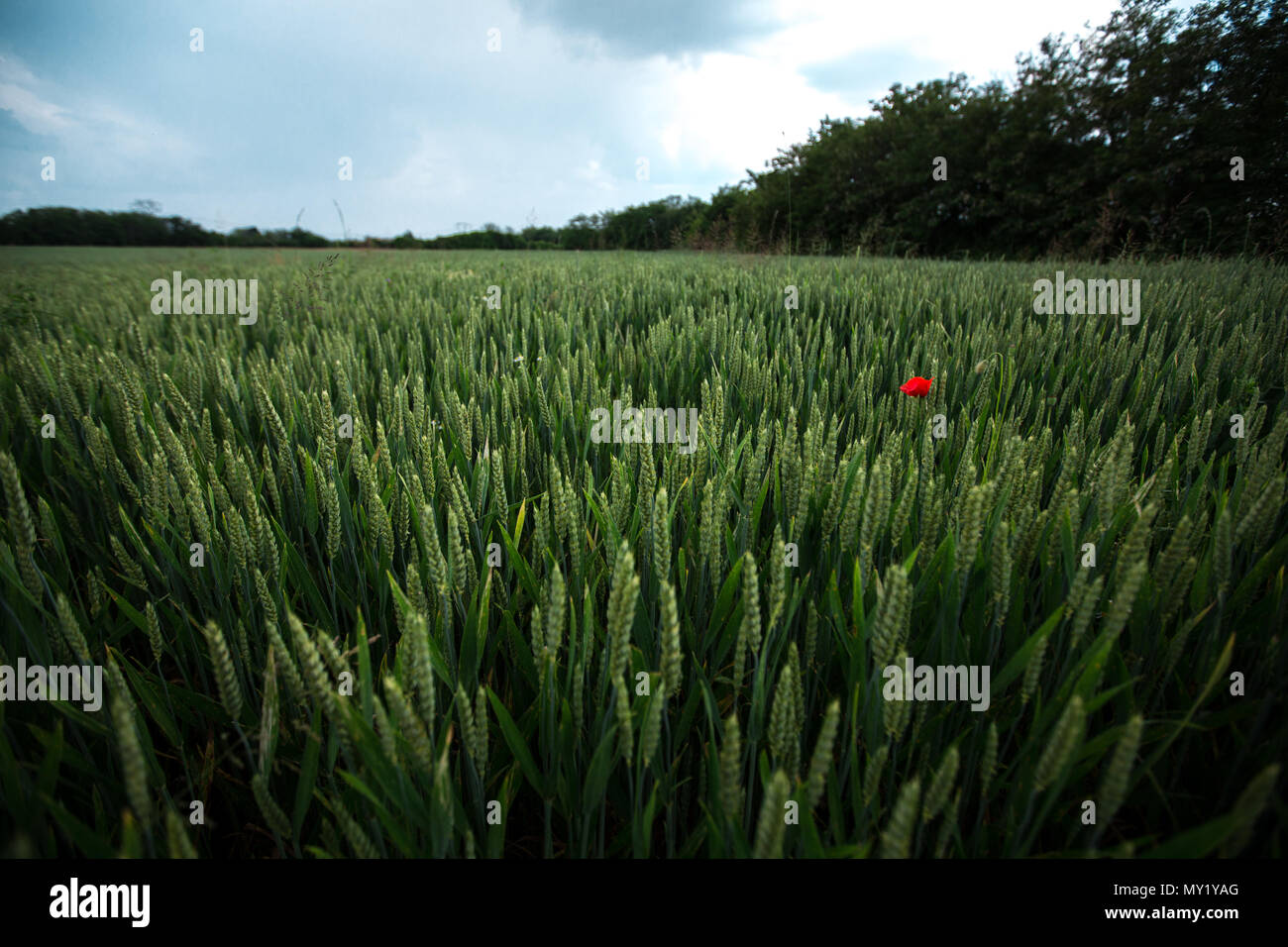 tulipan in the field Stock Photo