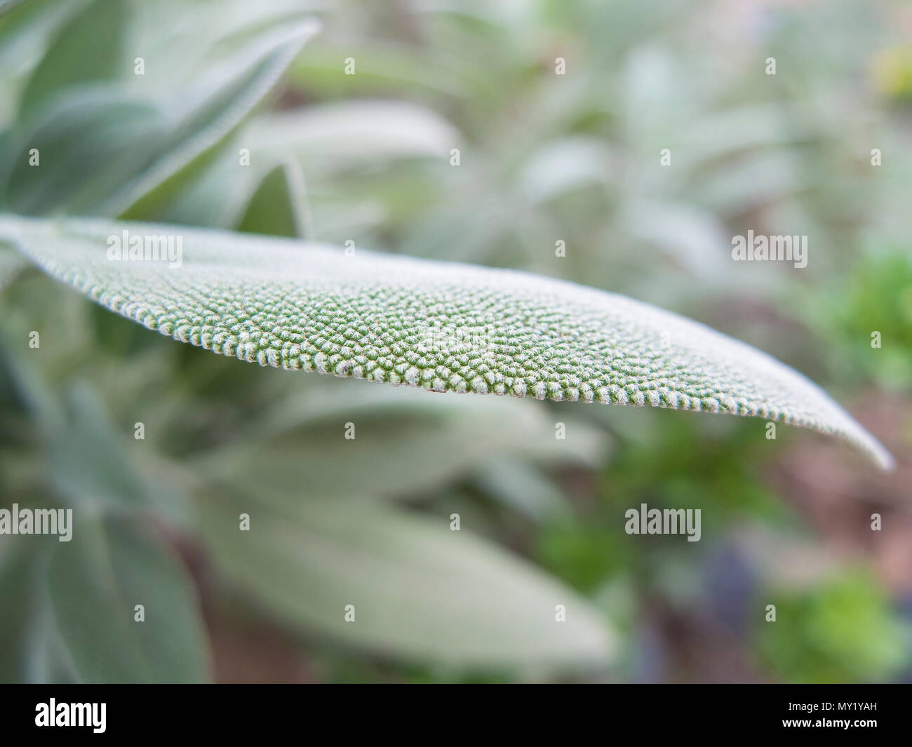 Macro closeup sage leaf with green foliage as background Stock Photo