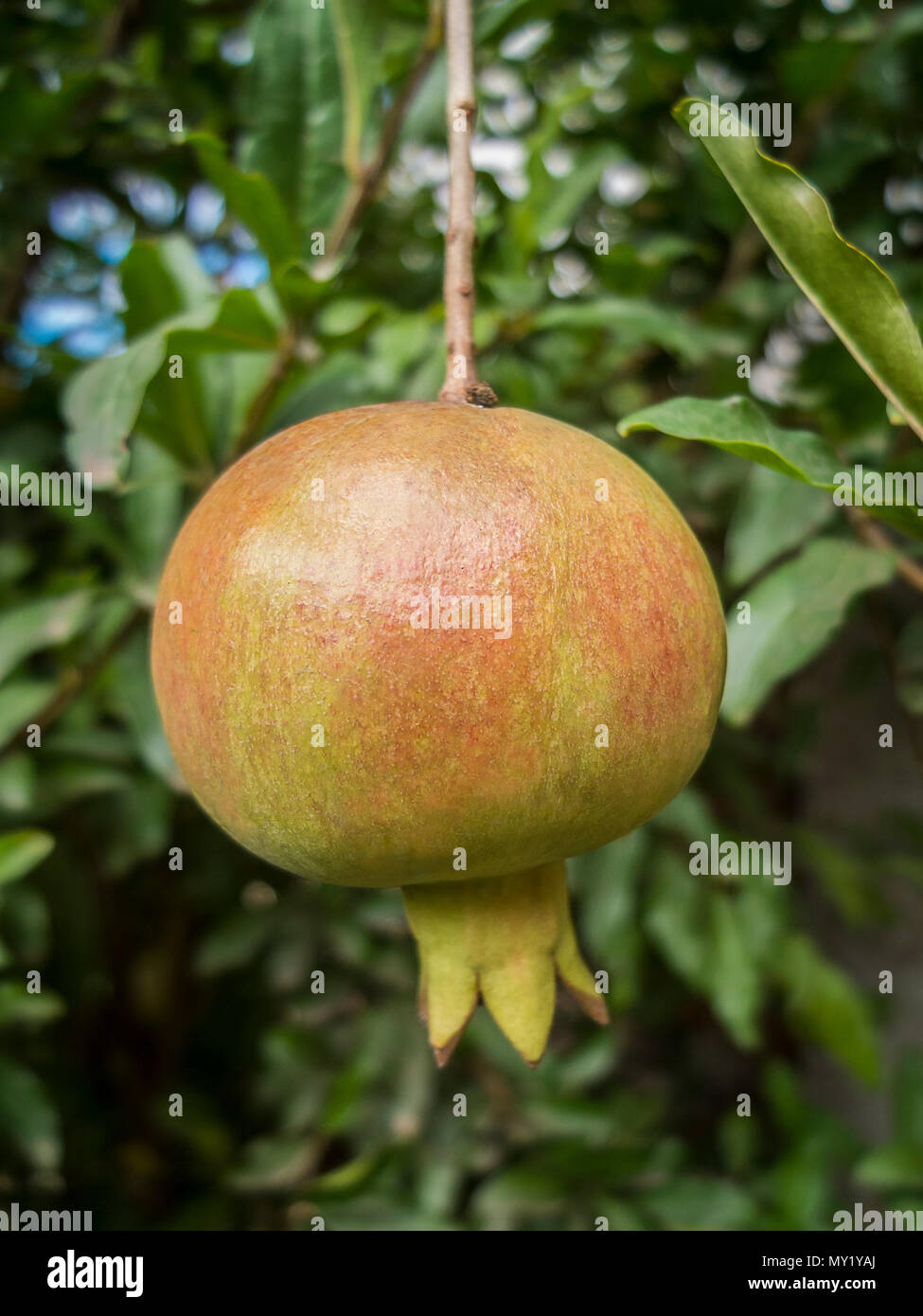 Pomegranate Fruit on the tree with green foliage as background Stock Photo