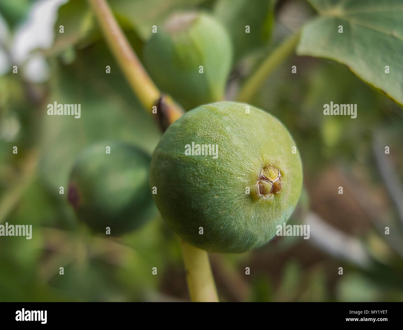 Organic growing fig on the tree with green leaves as background Stock Photo