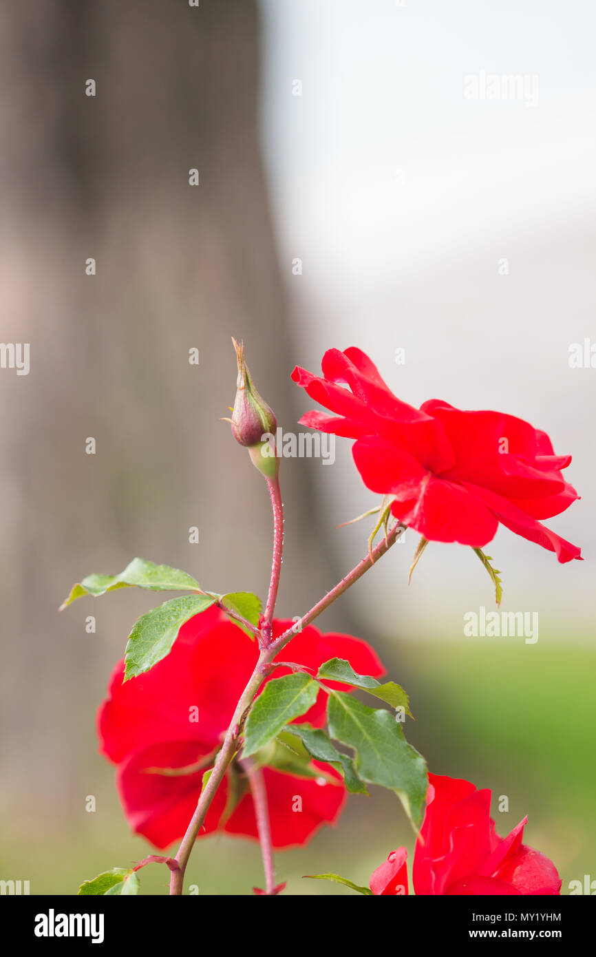 Red roses rose flower bouquet hi-res stock photography and images - Alamy