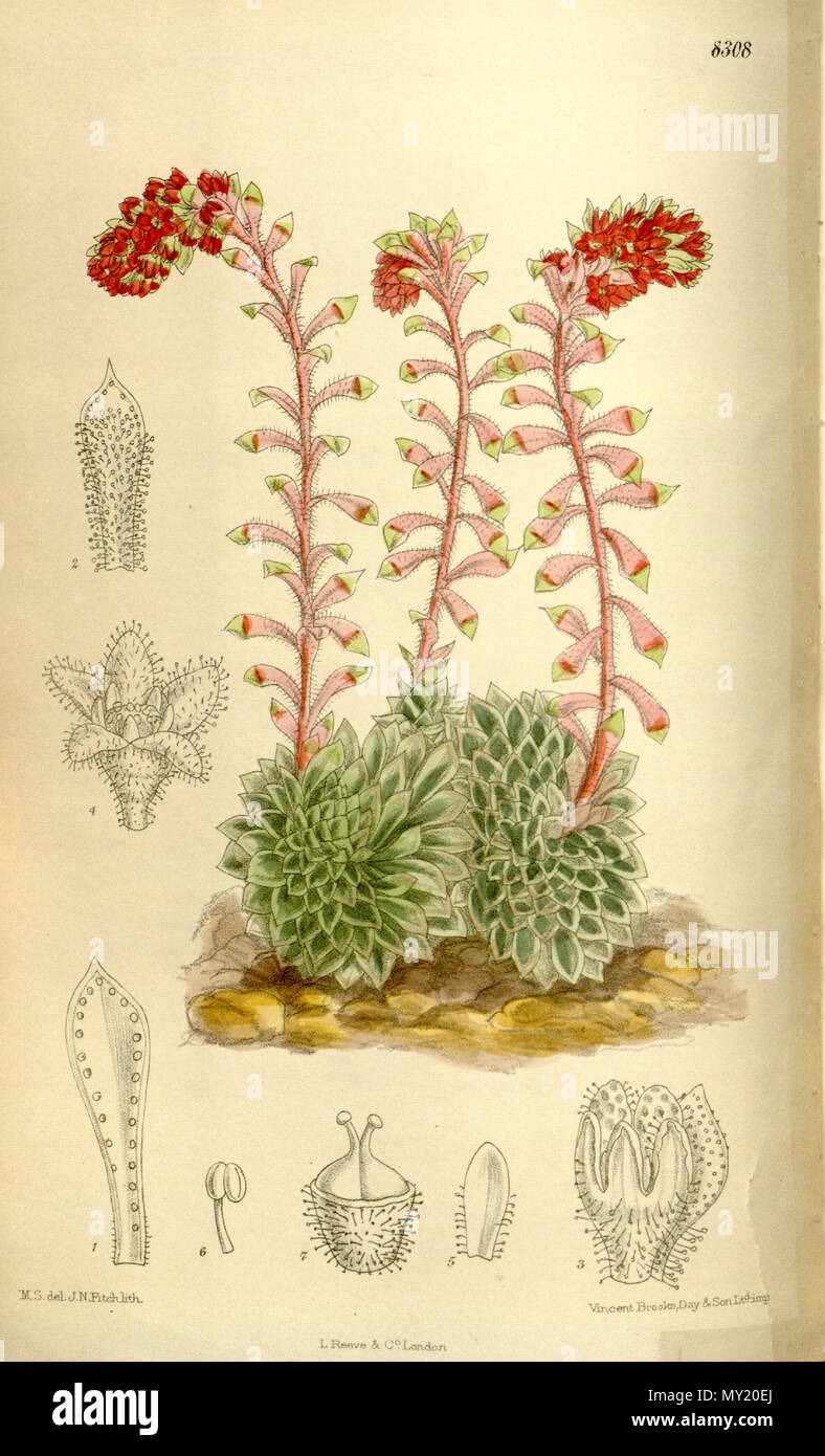 . Saxifraga grisebachii (= Saxifraga federici-augusti subsp. grisebachii), Saxifragaceae . 1910. M.S. del., J.N.Fitch lith. 476 Saxifraga grisebachii 136-8308 Stock Photo