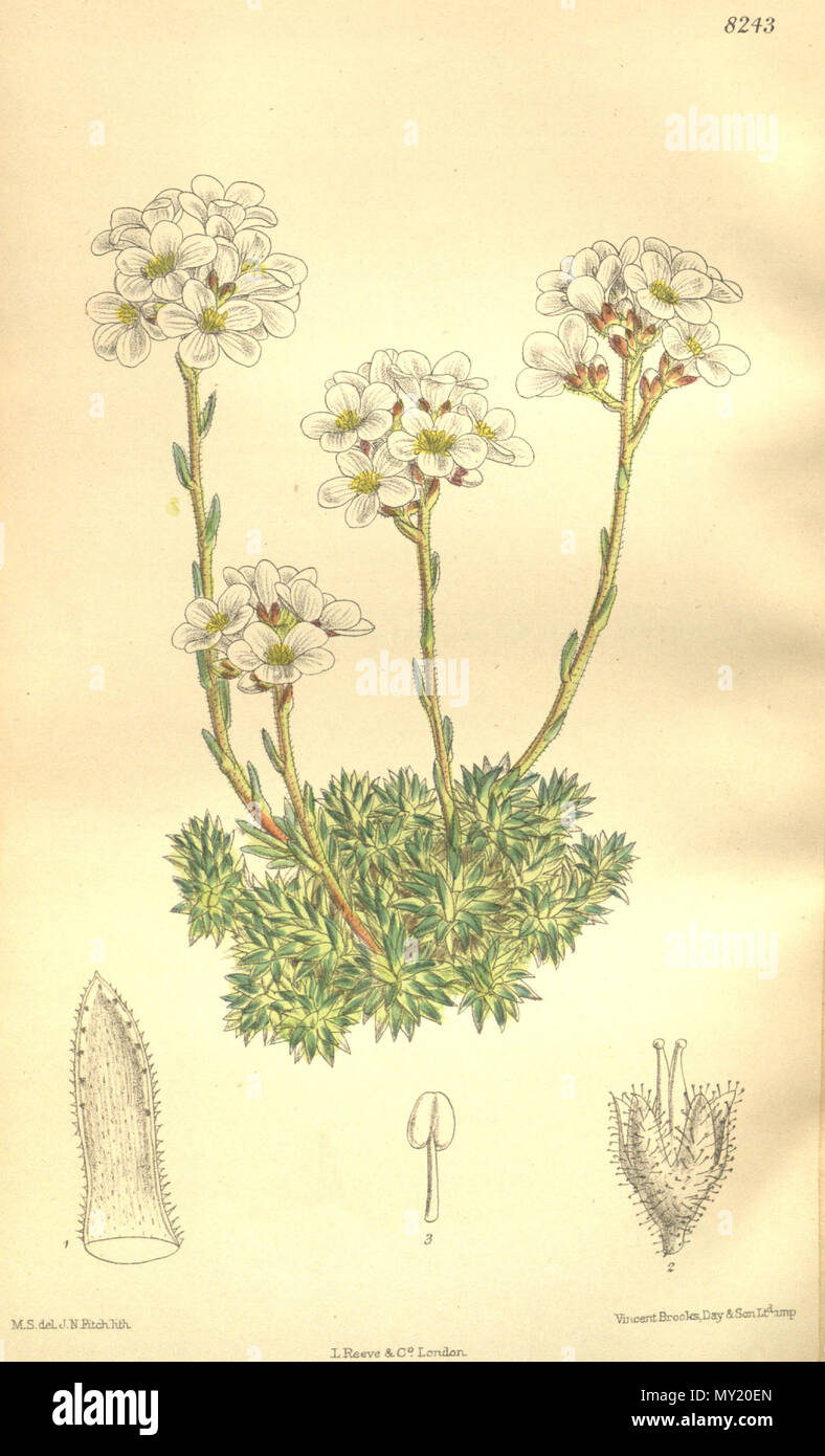 . Saxifraga scardica, Saxifragaceae . 1909. M.S. del., J.N.Fitch lith. 476 Saxifraga scardica 135-8243 Stock Photo