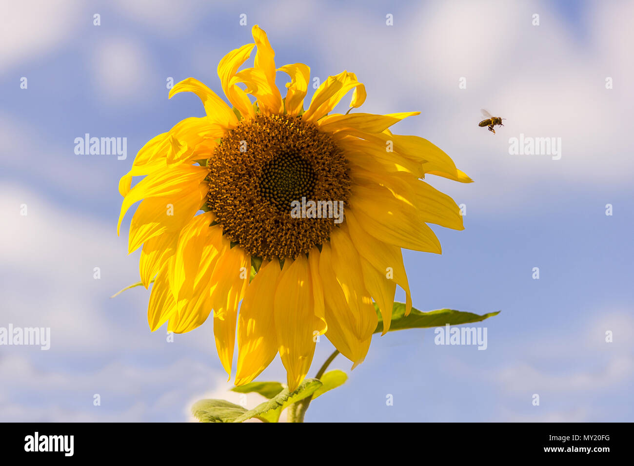 A bee flying near a sunflower with a blue and cloudy sky on sunny summer day Stock Photo