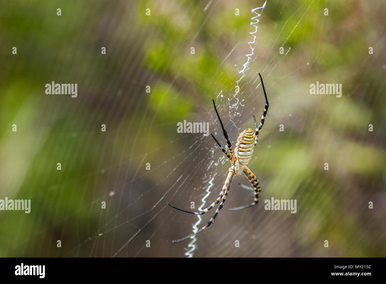 Colorful wasp Spider on her net with blurry background Stock Photo