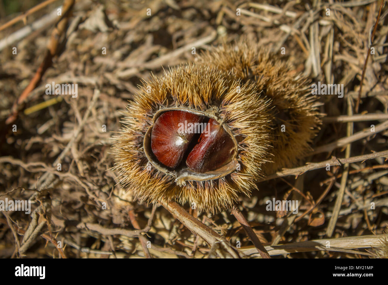 colorful brown dry chestnut on the ground on dry bushes Stock Photo